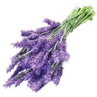 Microgarden Plant Pod - Lavender Tea 